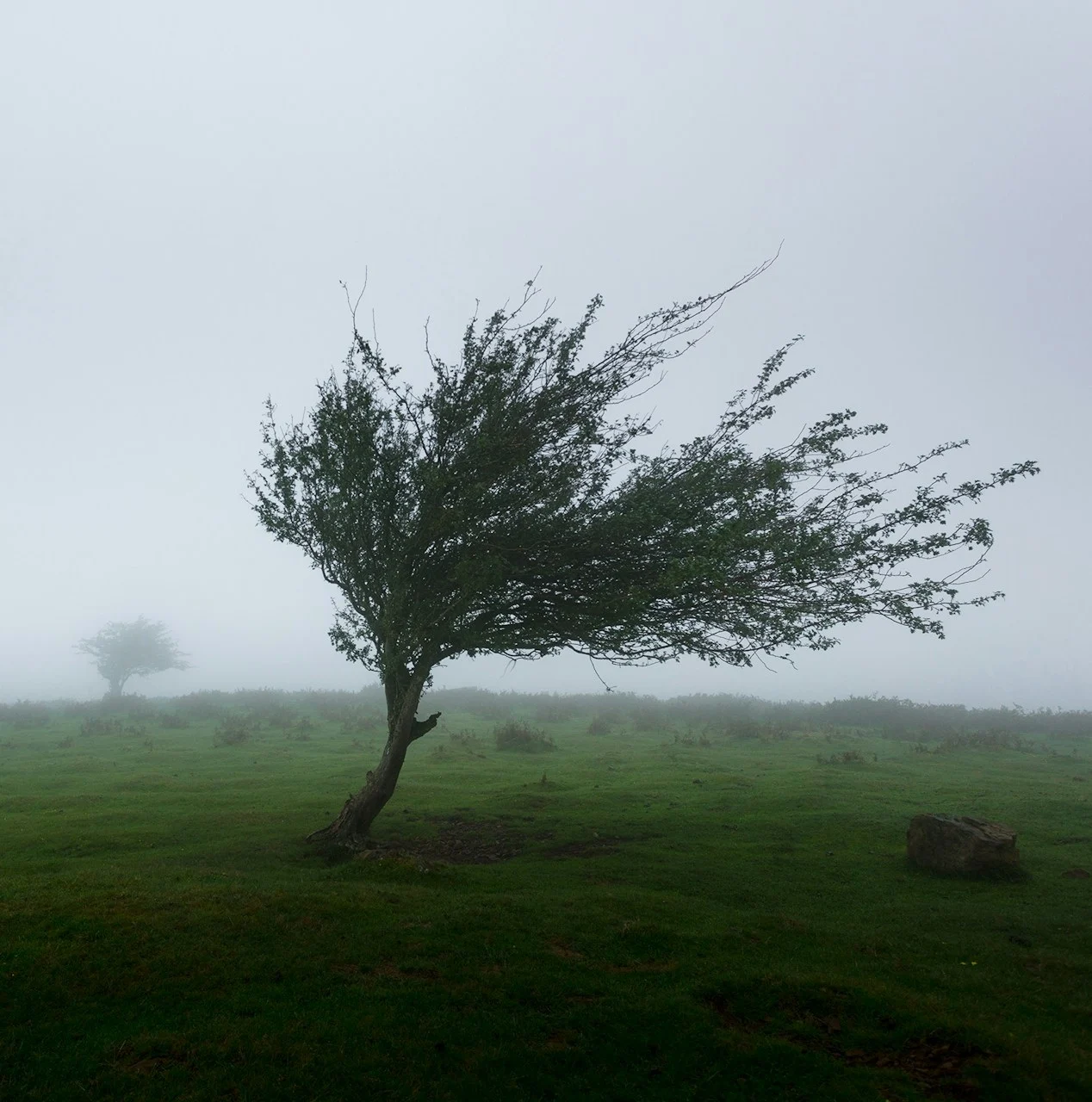 Ein Baum im Wind – standhaft im Wandel